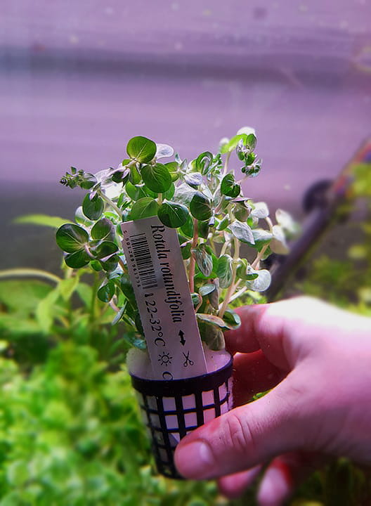 Rotala rotundifolia koszyk xxl roślina do akwarium